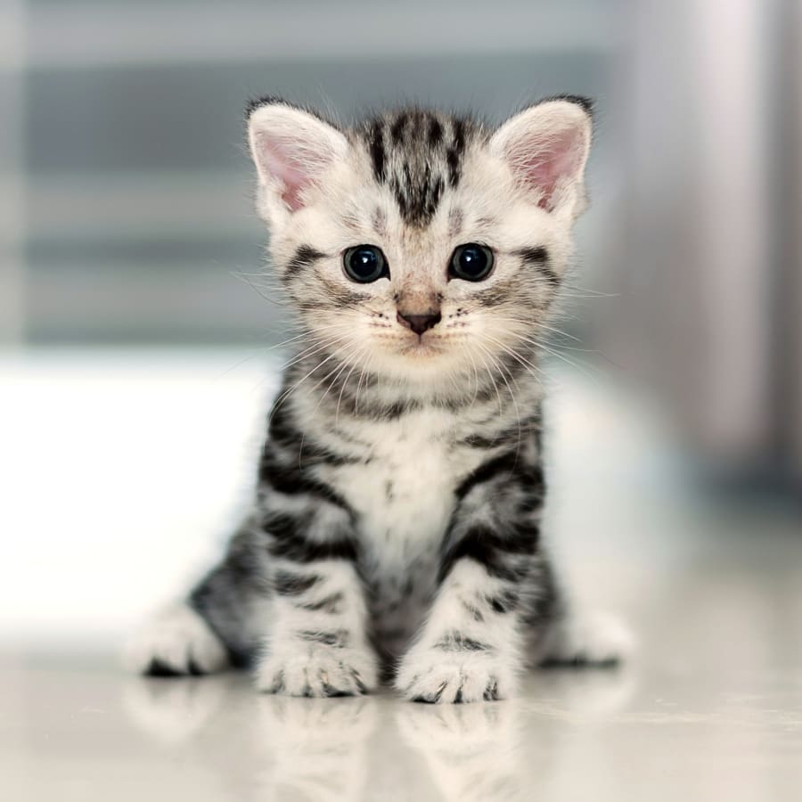Puppies & Kittens, Gold Canyon, Arizona Veterinarians